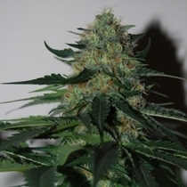 Pineapple Gum (Black Skull Seeds) Cannabis Seeds