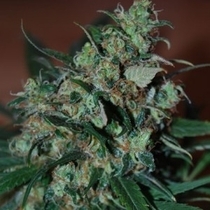 Power Bud (Black Skull Seeds) Cannabis Seeds