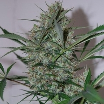 Speed Haze (Black Skull Seeds) Cannabis Seeds