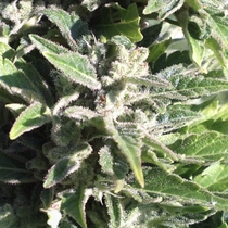 AK Automatic (BlimBurn Seeds) Cannabis Seeds