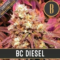 BC Diesel (BlimBurn Seeds) Cannabis Seeds