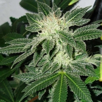 Littleboy (BlimBurn Seeds) Cannabis Seeds