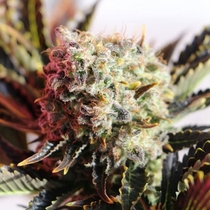 Wildly White (BlimBurn Seeds) Cannabis Seeds