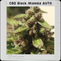 Black Mamba CBD (Mamba Negra) Auto (BlimBurn Seeds) Cannabis Seeds