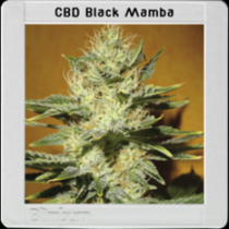 Black Mamba CBD (Blimburn Seeds) Cannabis Seeds