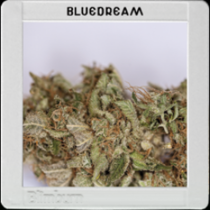 Blue Dream (BlimBurn Seeds) Cannabis Seeds