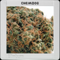 Chemdog #4 (BlimBurn Seeds) Cannabis Seeds
