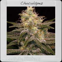 Chocolopez (BlimBurn Seeds) Cannabis Seeds