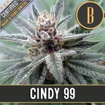 Cindy 99 (BlimBurn Seeds) Cannabis Seeds