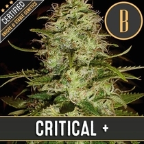 CR + (BlimBurn Seeds) Cannabis Seeds
