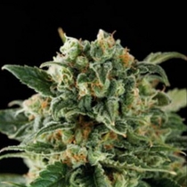 Critical Automatic (BlimBurn Seeds) Cannabis Seeds
