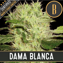Dama Blanca (BlimBurn Seeds) Cannabis Seeds