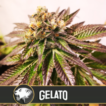 Gelato (BlimBurn Seeds) Cannabis Seeds