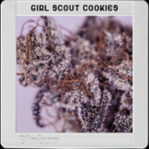 Girl Scout Cookies (BlimBurn Seeds) Cannabis Seeds