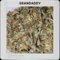 Grandaddy Purple (BlimBurn Seeds) Cannabis Seeds