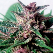 Grizzly Purple (BlimBurn Seeds) Cannabis Seeds