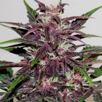 Grizzly Purple Kush  (BlimBurn Seeds) Cannabis Seeds