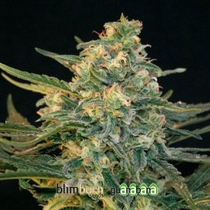 Guanabana (BlimBurn Seeds) Cannabis Seeds