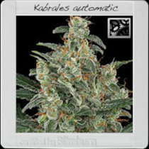 Kabrales Automatic (BlimBurn Seeds) Cannabis Seeds