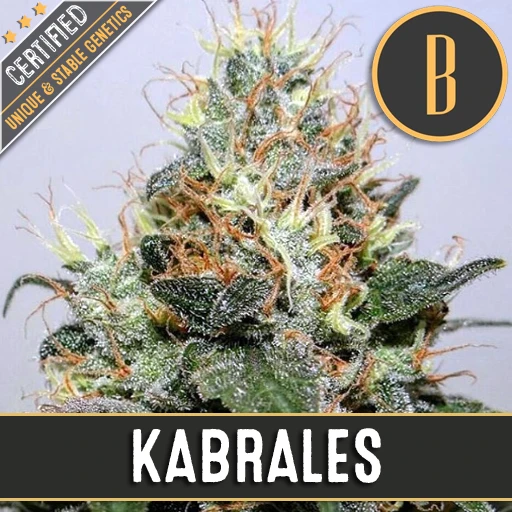 Kabrales (BlimBurn Seeds) Cannabis Seeds
