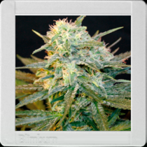 Mamba Negra Auto (BlimBurn Seeds) Cannabis Seeds