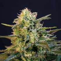 Mamba Negra (BlimBurn Seeds) Cannabis Seeds