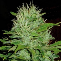 Mango (BlimBurn Seeds) Cannabis Seeds