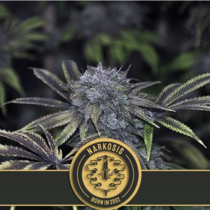 Narkosis (BlimBurn Seeds) Cannabis Seeds
