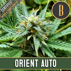 Orient Automatic (BlimBurn Seeds) Cannabis Seeds