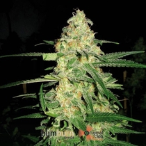Original Clon (BlimBurn Seeds) Cannabis Seeds