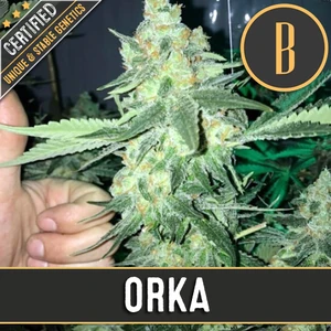 Orka (BlimBurn Seeds) Cannabis Seeds