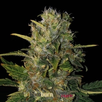 Santa Muerte (BlimBurn Seeds) Cannabis Seeds