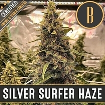 Silver Surfer Haze (BlimBurn Seeds) Cannabis Seeds