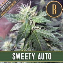 Sweety Automatic (BlimBurn Seeds) Cannabis Seeds