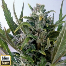 Tangie Auto (BlimBurn Seeds) Cannabis Seeds