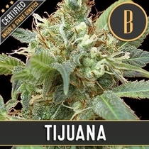 Tijuana (BlimBurn Seeds) Cannabis Seeds
