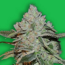 Atomic (Bomb Seeds) Cannabis Seeds