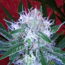 Auto Bomb (Bomb Seeds) Cannabis Seeds