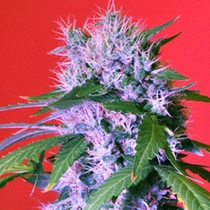 Berry (Bomb Seeds) Cannabis Seeds