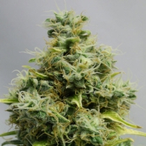 Big Bomb (Bomb Seeds) Cannabis Seeds