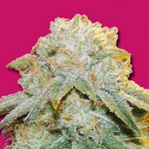 Bubble Bomb (Bomb Seeds) Cannabis Seeds