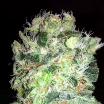 Cheese Bomb (Bomb Seeds) Cannabis Seeds