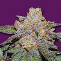 Cherry Bomb (Bomb Seeds) Cannabis Seeds