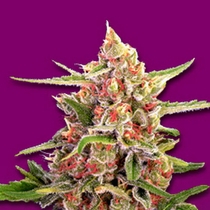 Cherry Bomb (Bomb Seeds) Cannabis Seeds