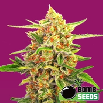 Cherry Bomb (Bomb Seeds) Cannabis Seeds
