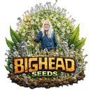 BigHead Seeds