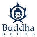 Buddha Seeds