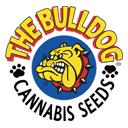 Bulldog Seeds