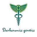 Dankonomics Genetics Seeds