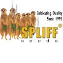 Spliff Seeds